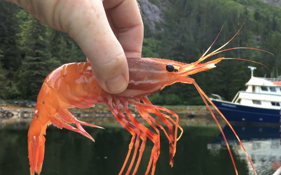 The shrimp that ate the Perseverance
